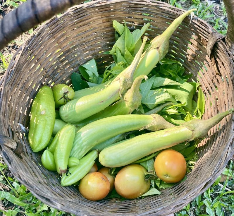 Fresh Vegetables Botolan